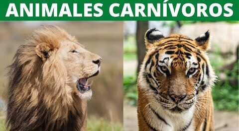 Los animales domésticos y sus sonidos 1 Los animales domésticos